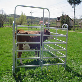 Pannelli rotondi del recinto per bestiame del recinto della penna dei pannelli portatili delle pecore/pannelli d'acciaio del recinto del bestiame