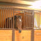 Il pannello equino equestre dei portoni anteriori delle porte stabili custodice i cavalli da vendere